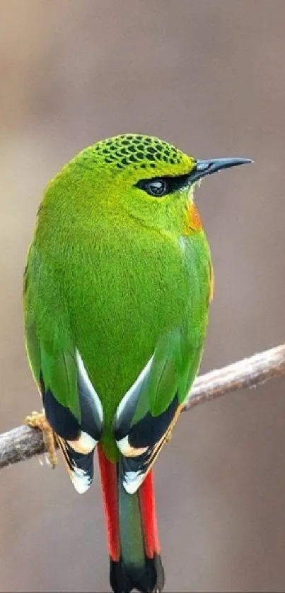 Vibrant green bird perched elegantly on a branch, set against a soft background.