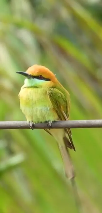 Orange-capped green bird perched on a branch with a blurred forest background.