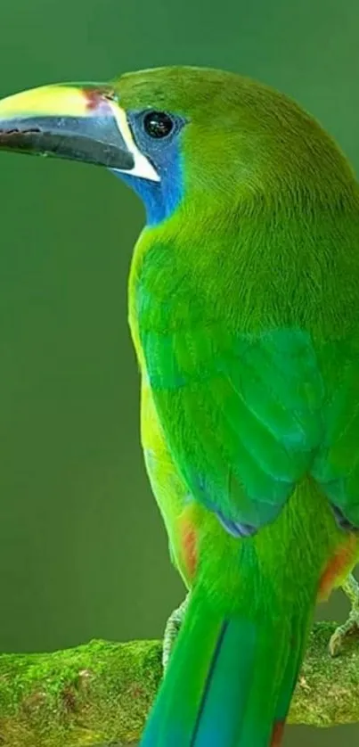 Green bird on branch with bright feathers.