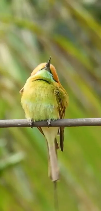 Vibrant green bird perched on a branch with lush background.