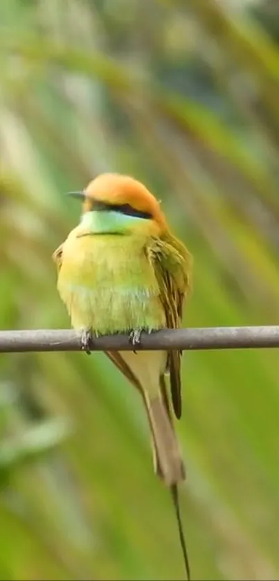 Vibrant green bird perched on a branch against a lush background.