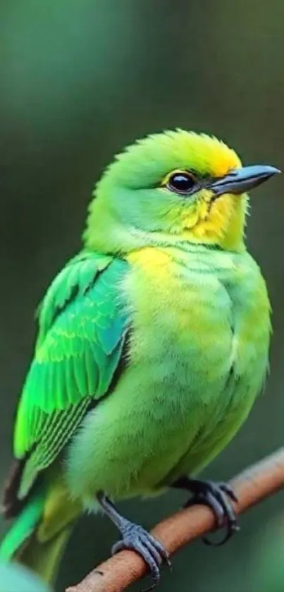 Vibrant green bird perched on a branch.