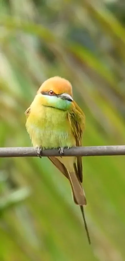 Vibrant green bird perched on a branch with a lush green background.