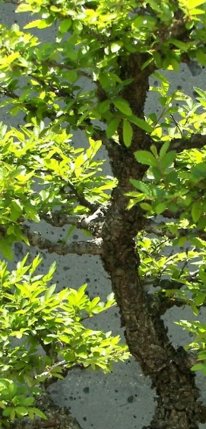 Vibrant green bonsai tree with lush leaves.