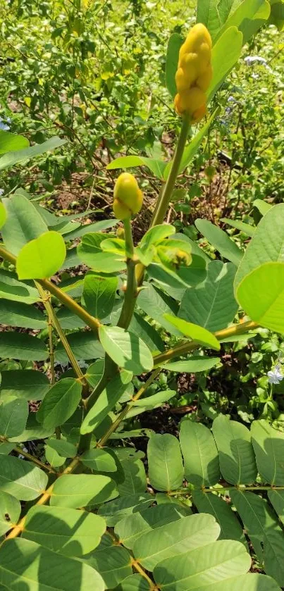 A lush green plant with yellow blooms against a natural background.