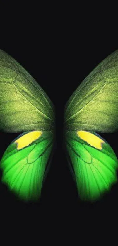 Vibrant green butterfly with detailed wings on dark background.