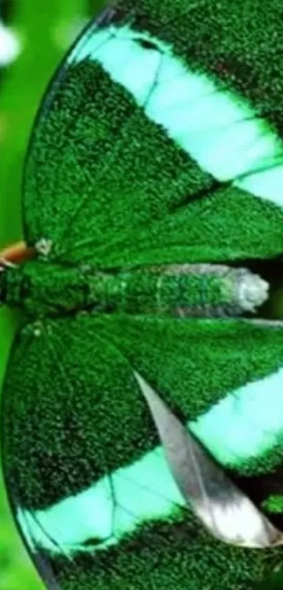 Emerald green butterfly with vibrant wings on lush background.