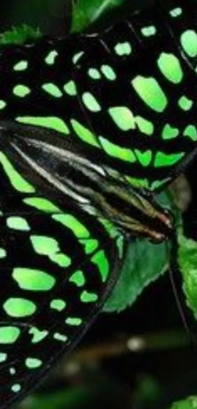 Vibrant green butterfly on lush leaves.