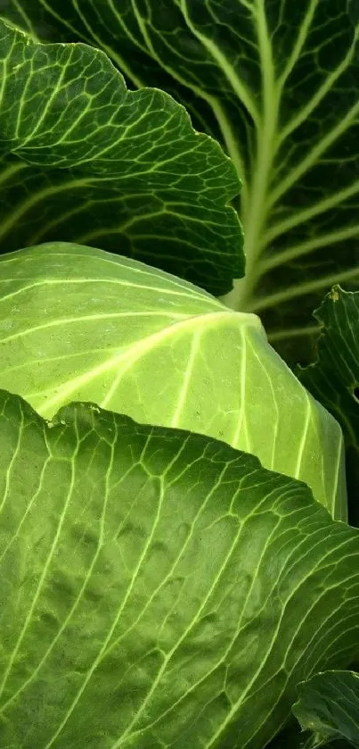 Close-up of vibrant green cabbage leaves showing intricate patterns.