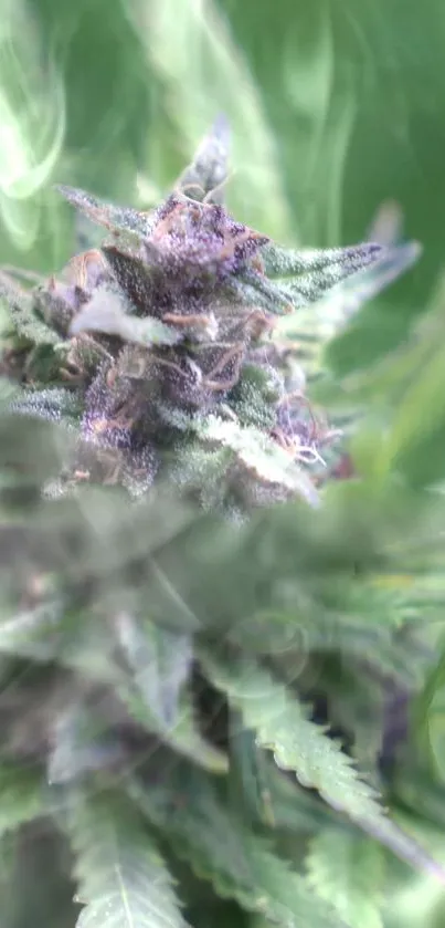 Cannabis leaf wallpaper with green and purple hues.