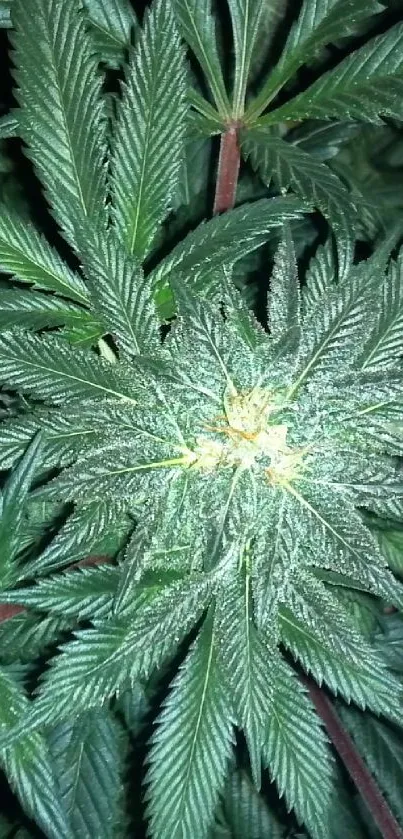 Close-up view of vibrant green cannabis leaves with intricate textures.