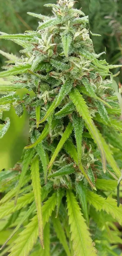 Close-up of a vibrant green cannabis plant with detailed leaves.