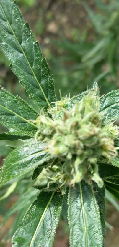 Close-up of a vibrant green cannabis plant with detailed leaves and budding.