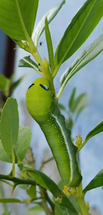 Green caterpillar on leafy plant with blurred background.