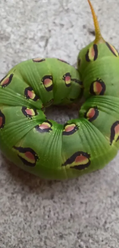 Close-up of a green caterpillar on a textured surface, perfect for nature lovers.