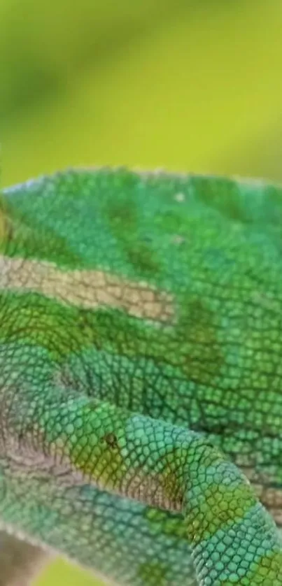 Close-up of a vibrant green chameleon on a natural background.