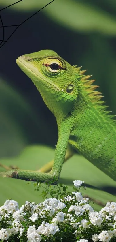 Green chameleon on leaves with spider web overlay and white flowers.