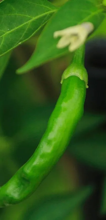 Close-up of a vibrant green chili in lush greenery.