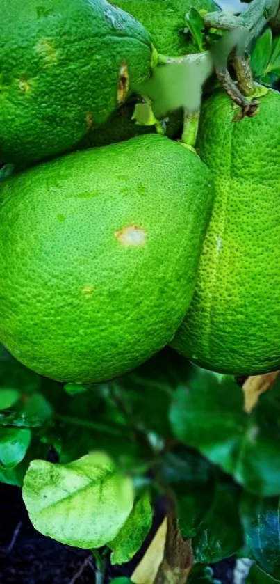 Close-up of vibrant green citrus fruits on a tree.