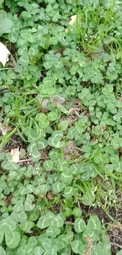 Wallpaper featuring a lush clover field with rich green leaves.