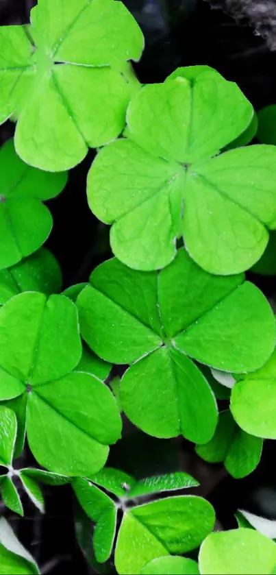 Vibrant green clover leaves in nature wallpaper.