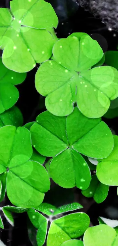 Green clover leaves wallpaper with vibrant hues.