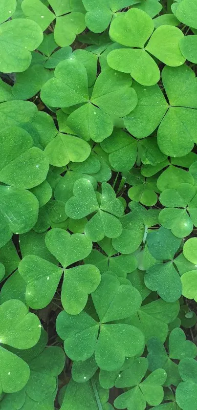 Vibrant green clover leaves wallpaper for mobile devices.