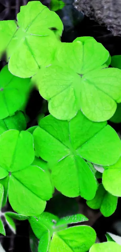 Bright green clover leaves wallpaper for mobile screens.