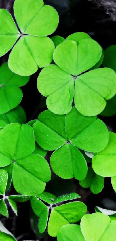 Vibrant clover leaves with a natural green texture.