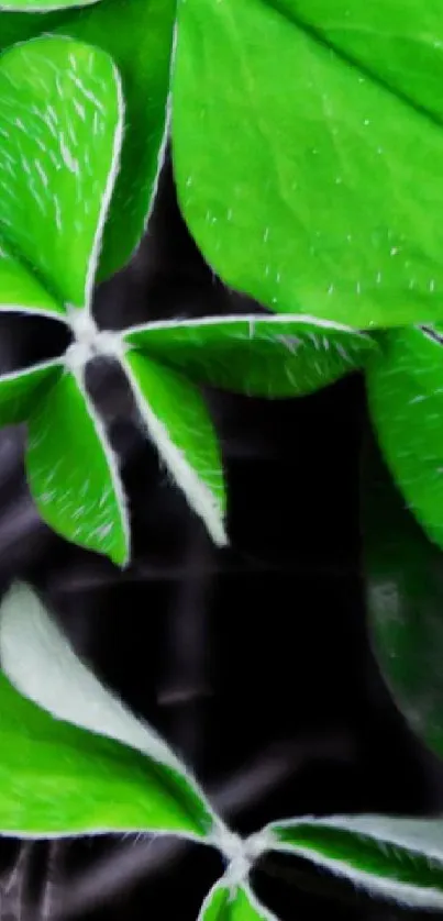 Vibrant green clover leaves on a dark background wallpaper.