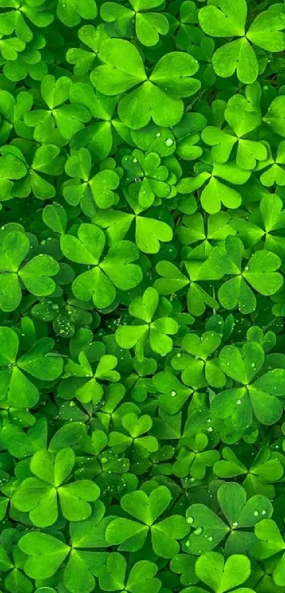 Vibrant green clover leaves background wallpaper.