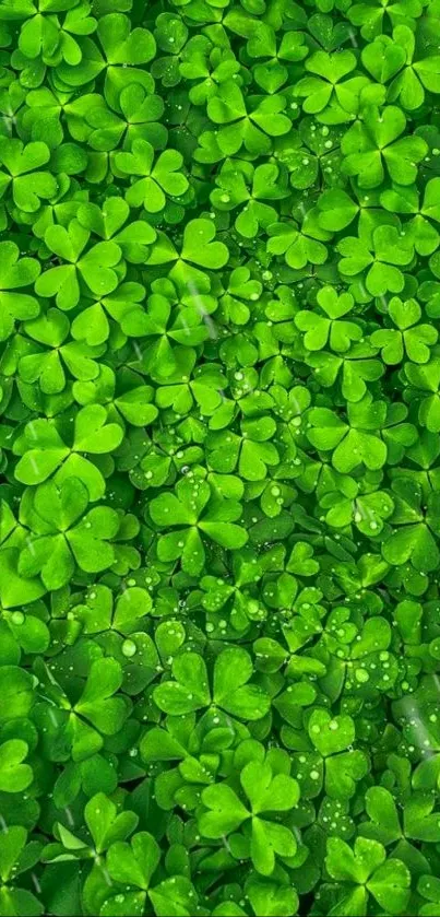 Mobile wallpaper with vibrant green clover leaves.