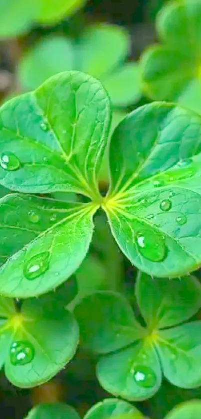 Close-up of vibrant green clover leaves with dew drops.