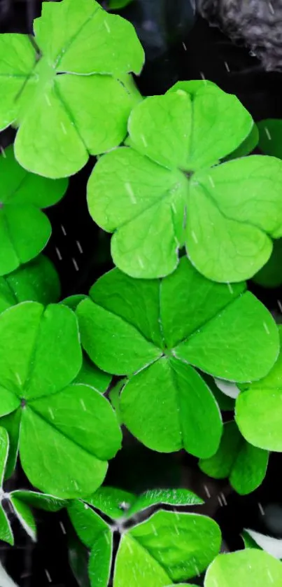 Bright vibrant green clover leaves in a nature-inspired wallpaper design.