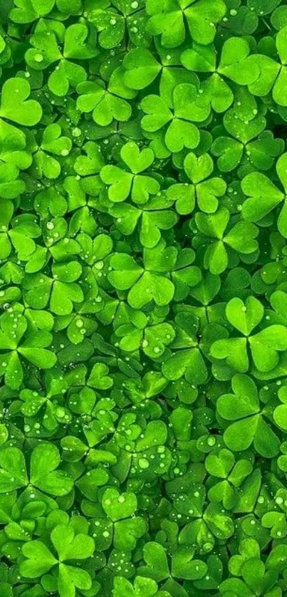 Vibrant green clovers covering the wallpaper background.