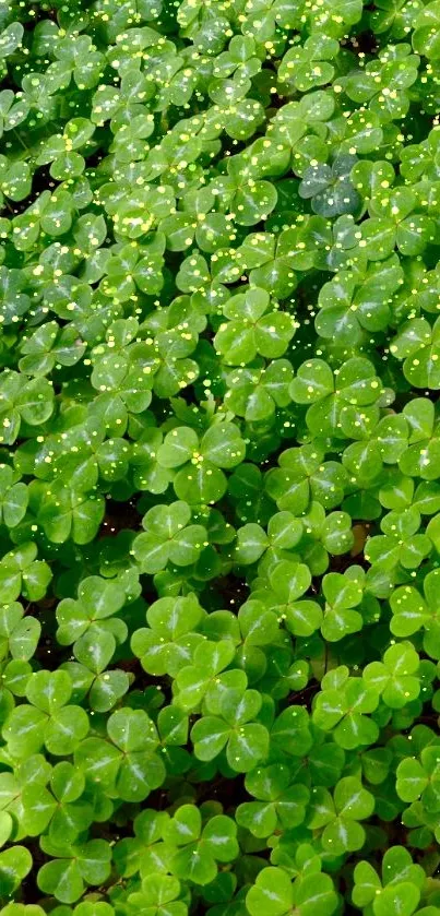 Vibrant green clover leaves background wallpaper.