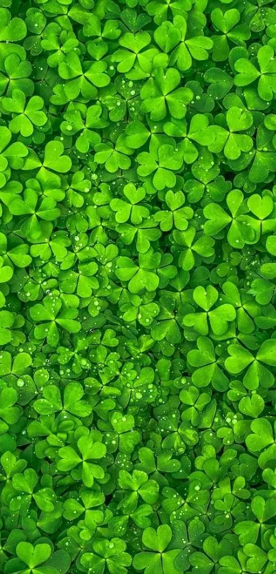 Vibrant green clover wallpaper on mobile screen.