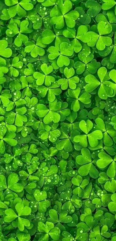 Vibrant green clover leaves wallpaper with water droplets