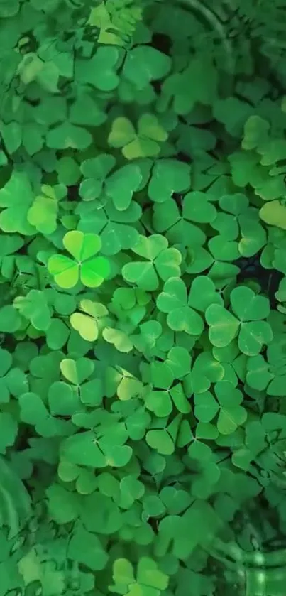 Vibrant green clover leaves mobile wallpaper.