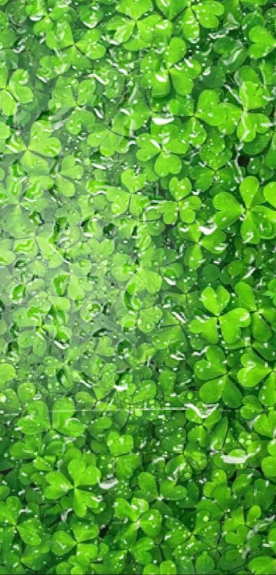 A lush mobile wallpaper featuring vibrant green clover leaves.