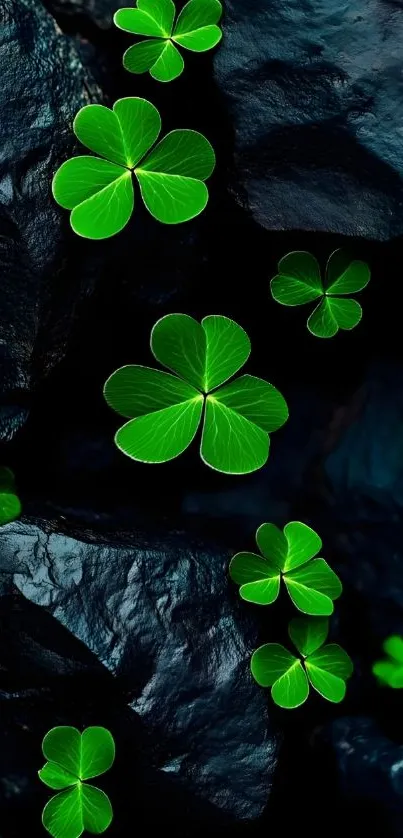 Vibrant green clovers resting on dark rocks.