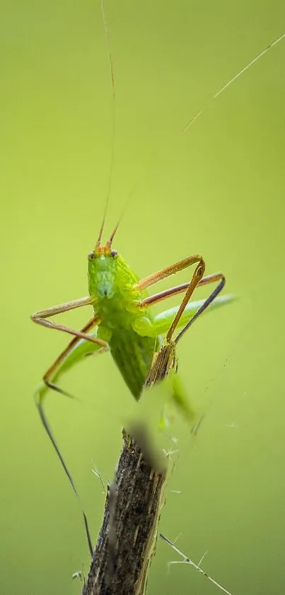 Close-up of a vibrant green cricket perched on a twig.