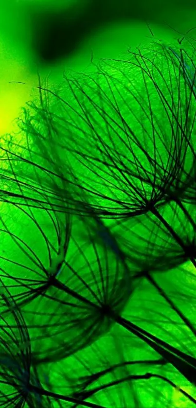 Vibrant green dandelion seeds in close-up wallpaper.