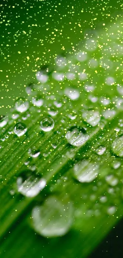 Close-up of dew drops on vibrant green leaves in sunlight.