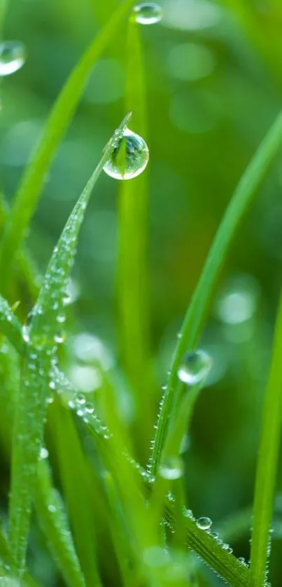 Close-up of lush green grass with sparkling dewdrops.