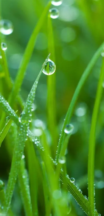 Close-up of dewy green grass with droplets in focus, nature wallpaper.