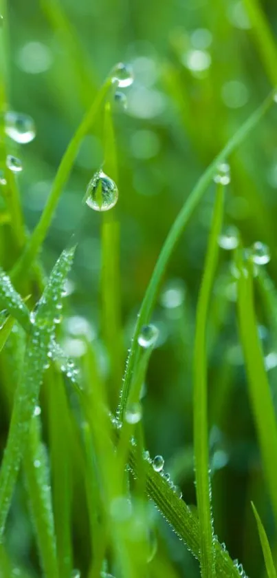 Vibrant green dewy grass wallpaper for mobile phone.