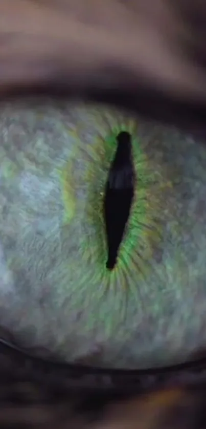 Close-up of a vibrant green feline eye, exuding mystery.