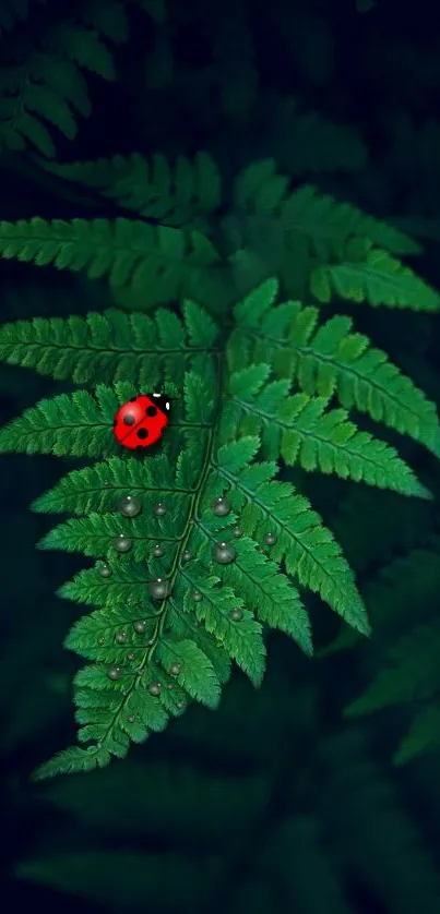 Green fern with red ladybug mobile wallpaper.