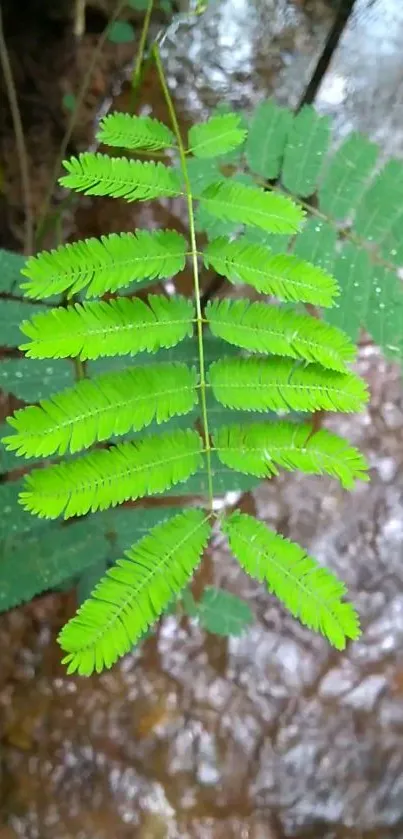 A close-up of a vibrant green fern leaf with a natural earthy background.